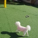 486독캠프 | 486독캠프 남구점 데이케어 후기 소심한 우리 비숑 케이도 잘 적응했어요!