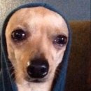 성경막창 이미지