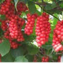 열매이야기 이미지