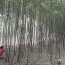 신평공원 Daum카페