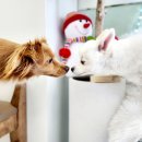 어서왈왈 이미지