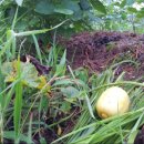 교촌농장 이미지