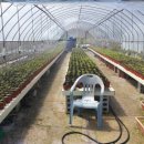 소나무 농장 이미지