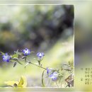 용담 / 윤은경 이미지