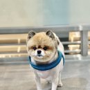 웰니스 펫 미용실 이미지