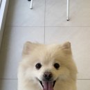벨리몽