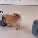 털로덮인 친구들 커먼그라운드점 이미지