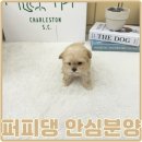 대주사료 애견샵 | 당진강아지분양가격 합리적인 선택이에요