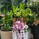 포테니언 이미지