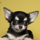 덕수네애견 이미지