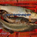 스카이좌대낚시터 이미지