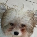 피카소동물병원 이미지