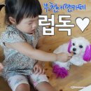 럽독 이미지