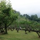 둘레길펜션청솔 이미지