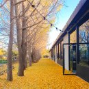 옐로카펫 | 경기도 파주/일산 :: &#39;옐로커피&#39; 은행나무 단풍 명소 베이커리카페 커피 맛집