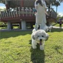 포근멍 애견 유치원 이미지