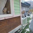 퍼피랜드 이미지