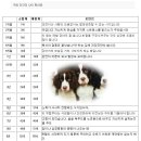 사람과애견 이미지