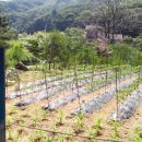 청평 물소리 펜션 이미지