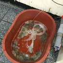 세옥정 네이버블로그