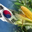 한국이 전 세계1위로 수입하는 유전자 변형 식품 이미지