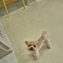 강아지미용실 이미지