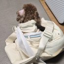 [동구샘터] 모루공예의 모든 것(모루인형, 모루플라워 만들기) | 광주 애견동반 원데이클래스 후기 | 내돈내산 원데이클래스 반디공방 재재방문!!