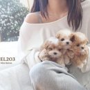 켄넬203 말티푸분양, 미니비숑분양 이미지