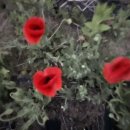 도호농장 이미지