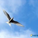 동갈매기 이미지