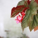 비앤비 아다지오 이미지