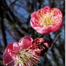 10월 24일 탄생화] 매화(Prunus Mume) : 고결한 마음 이미지