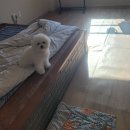 위플독
