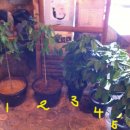 희정농장 | 용인 커피농장(희정농장) 방문 후기.,,