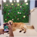 레오나르독 이미지