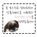 보드랍개 이미지