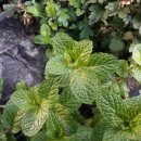 애플민트 이미지