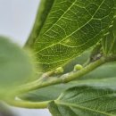 하날농장 이미지