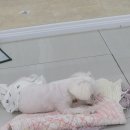 몽이슈