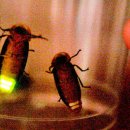 반딧불이 이미지