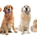 대한리트리버 이미지