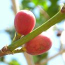 커피체리 이미지