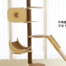 비피에프캣