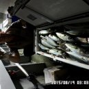 금갈치은고등어 이미지