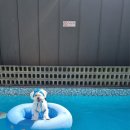 독독펜션 이미지