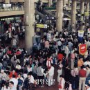 노랑닻