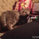 아지&냥이 이미지