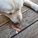 댕꼬미다 이미지