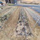 강철농장 이미지