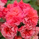 꽃냥이네 이미지